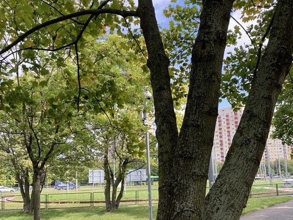 kamera w parku czarneckiego - Adam Michalkiewicz 