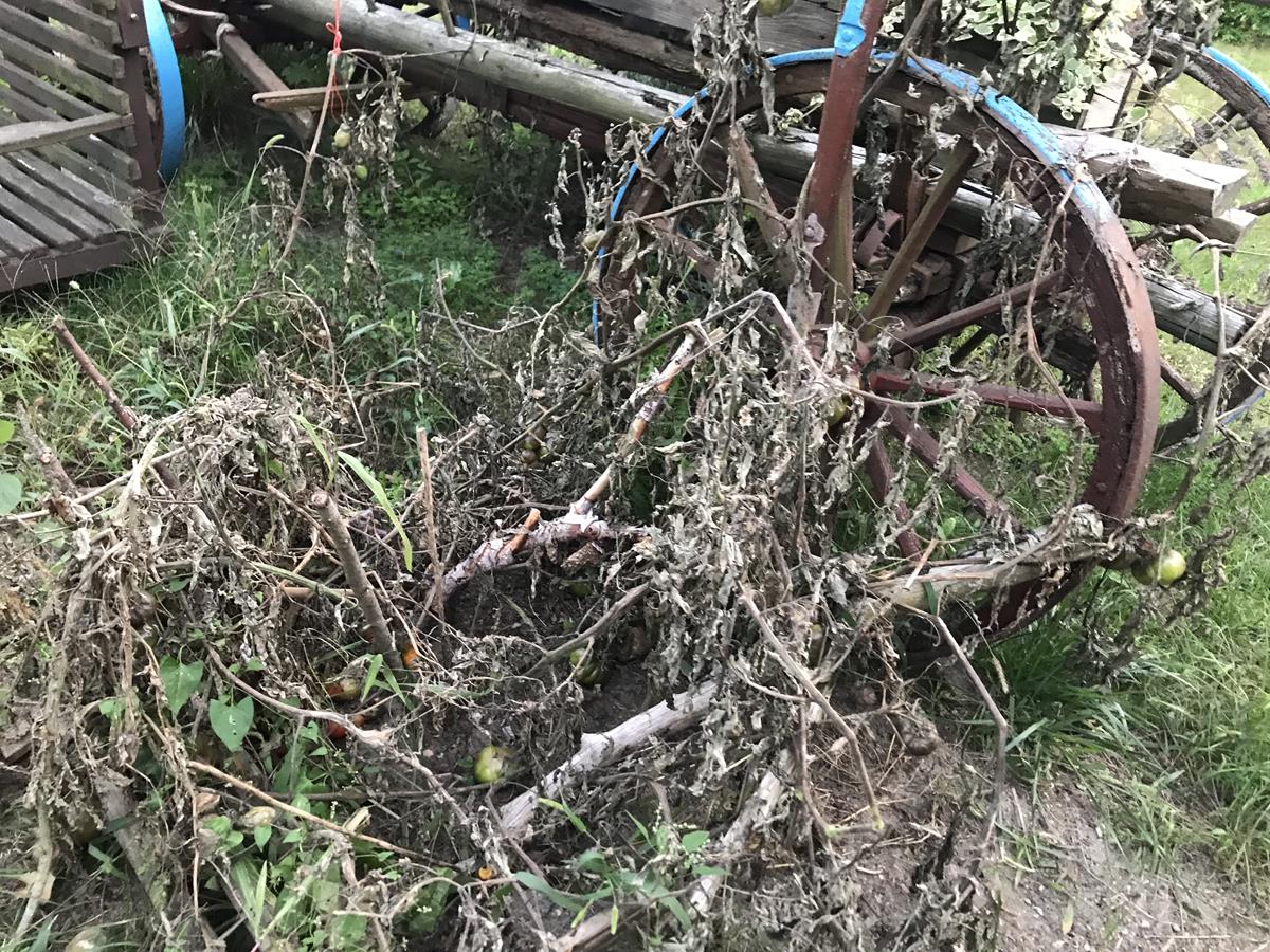 oprysk warzywa opryski - Wojciech Chmielewski - Radio Poznań