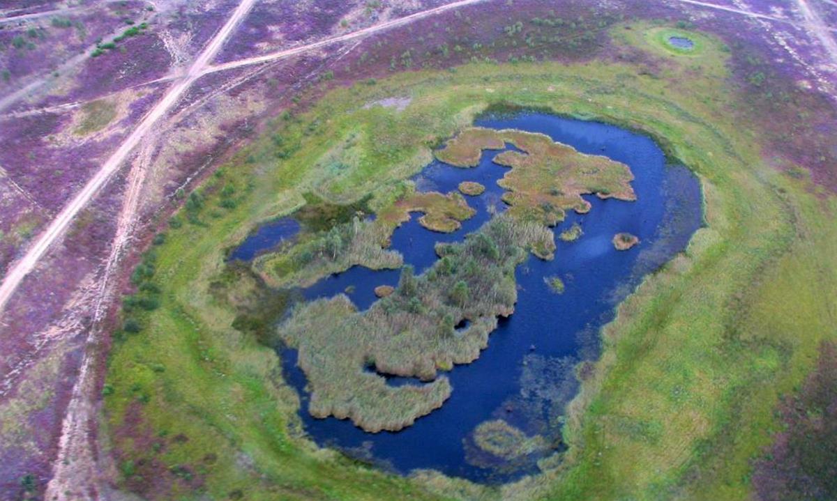 okonek wrzosowisko wrzosowiska wrzos - Nadleśnictwo Okonek
