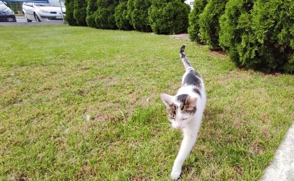 kot syriusz mzk ostrów - FB: MZK Ostrów Wielkopolski S.A.