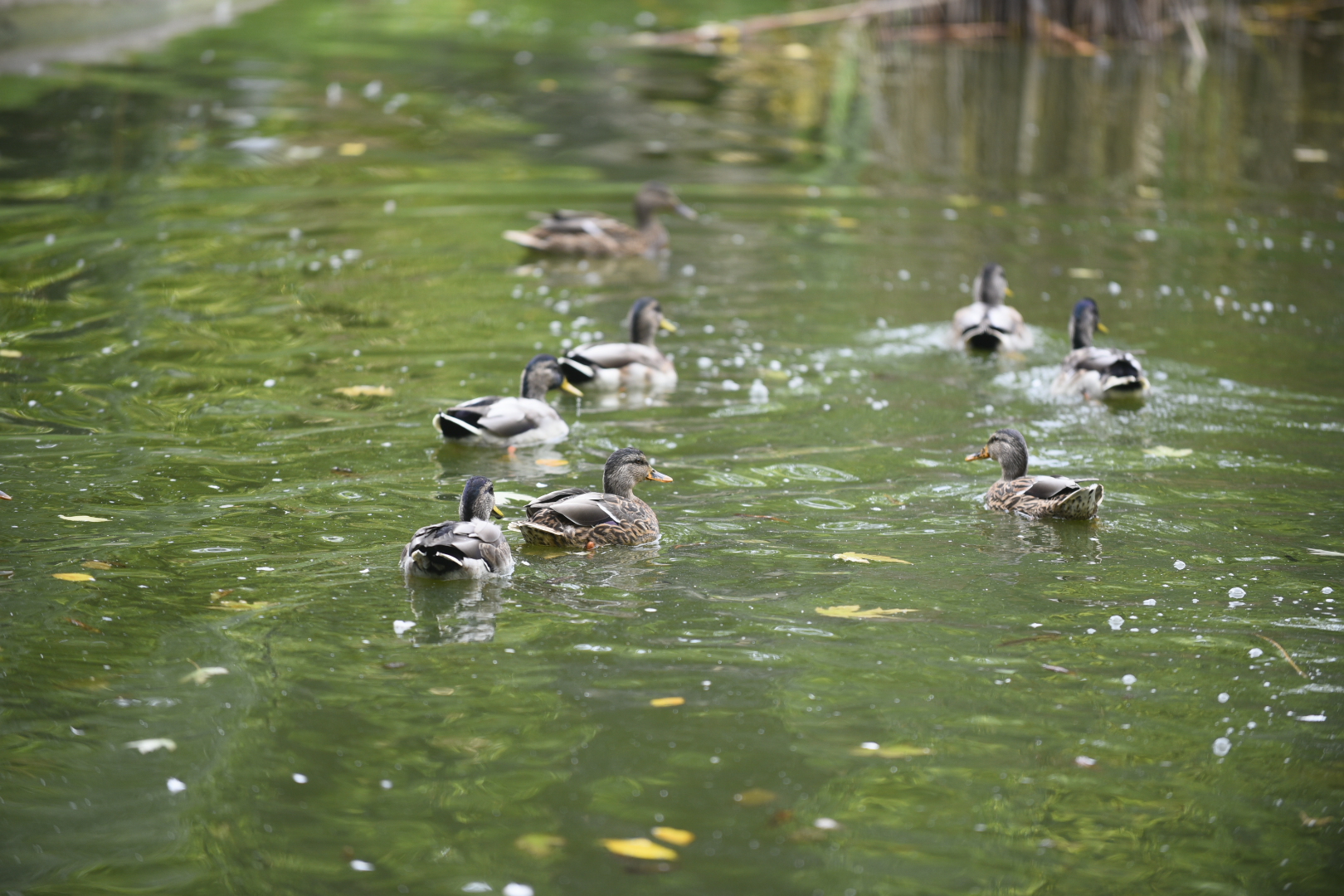 pływające kacze wyspy kaczki woda  - Wojtek Wardejn - Radio Poznań