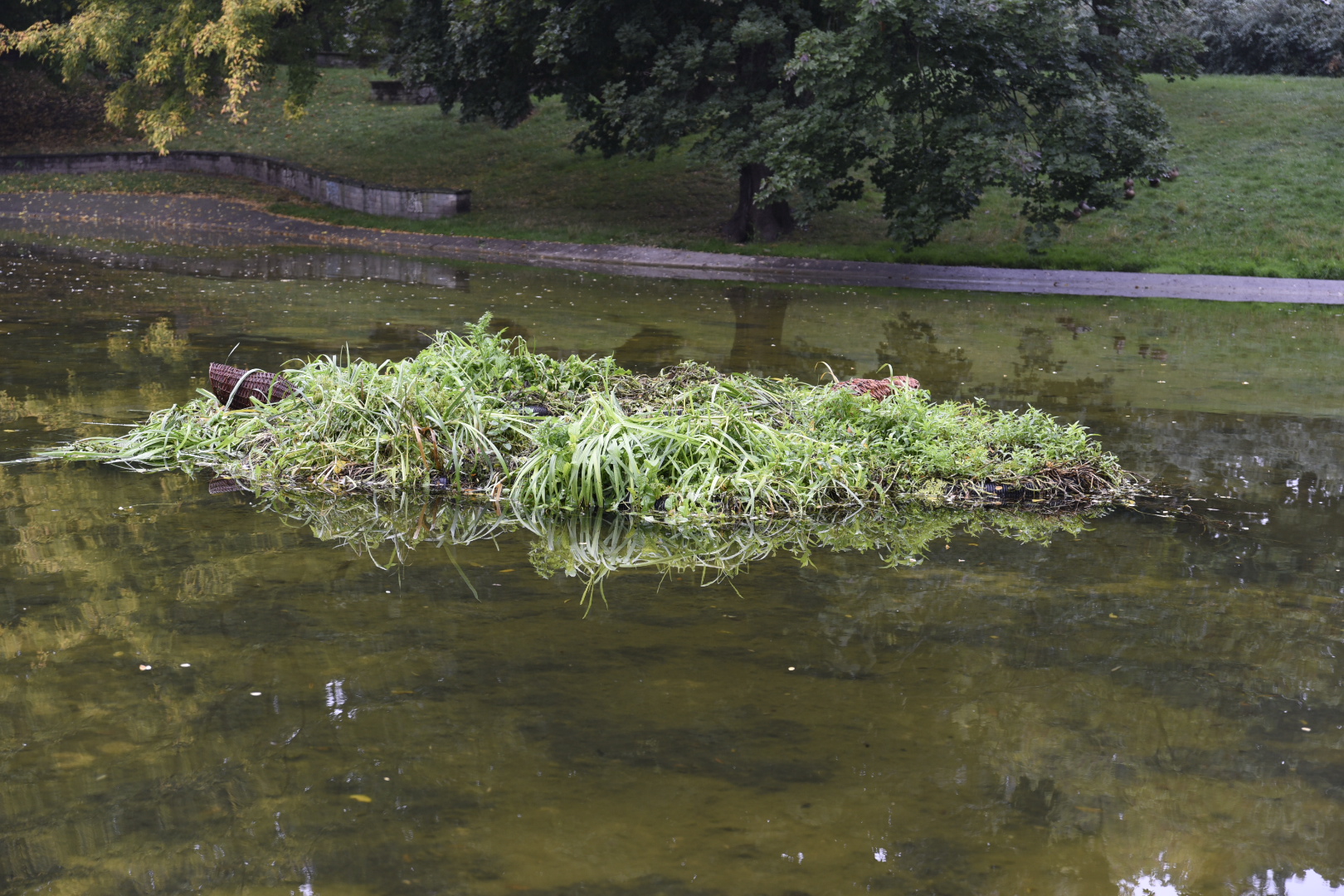 kacza wyspa - Wojtek Wardejn