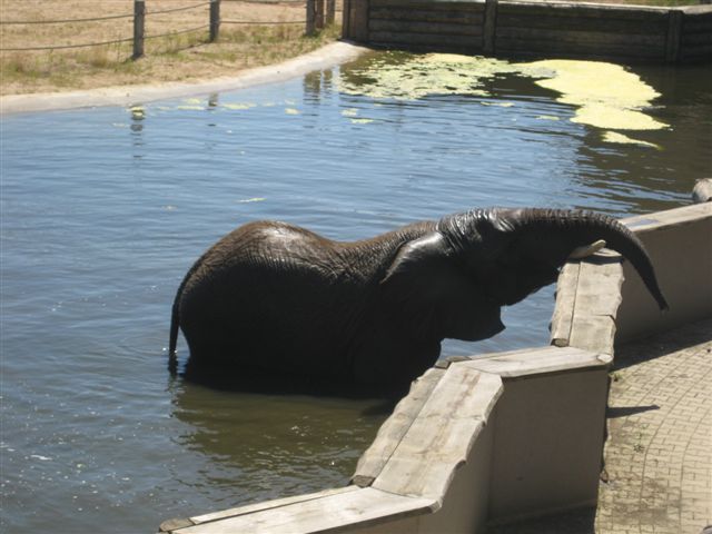 Słoń w zoo 1 - kąpiel - Wojciech Chmielewski