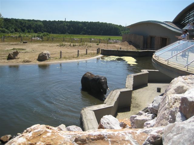 Słoń w zoo - kąpiel 2 - Wojciech Chmielewski