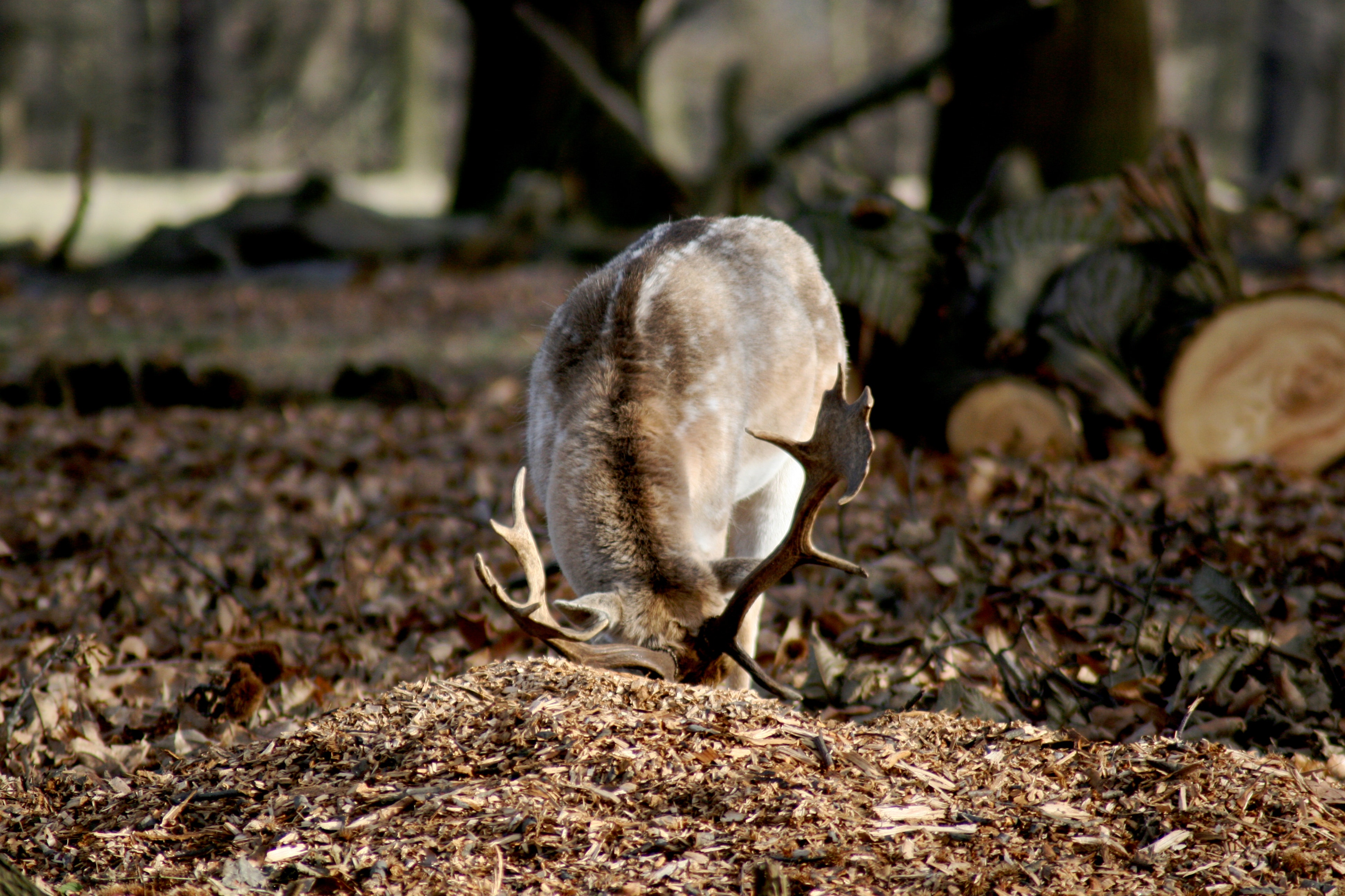 daniel zwierzę  - Pexels