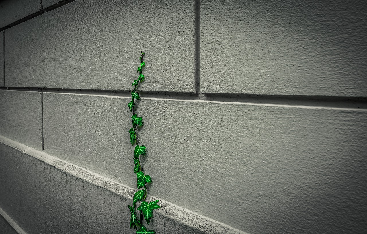 bluszcz budynek  - Pixabay