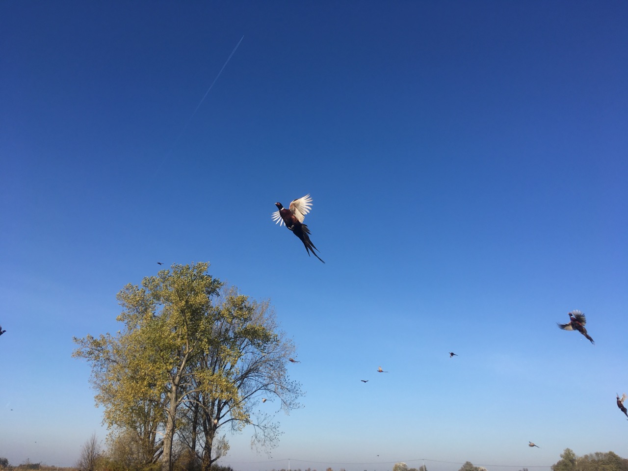 bażanty gniezno - Rafał Muniak