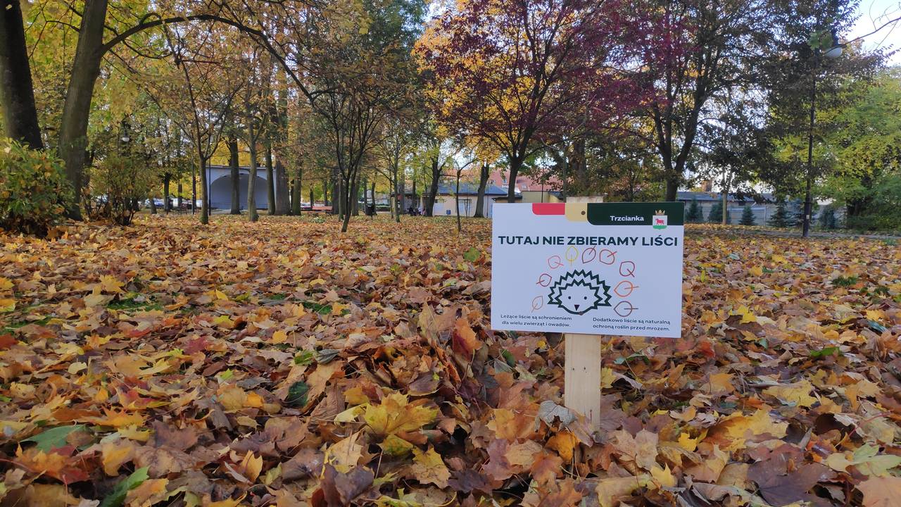 tutaj nie zbieramy liści trzcianka  - Przemysław Stochaj - Radio Poznań