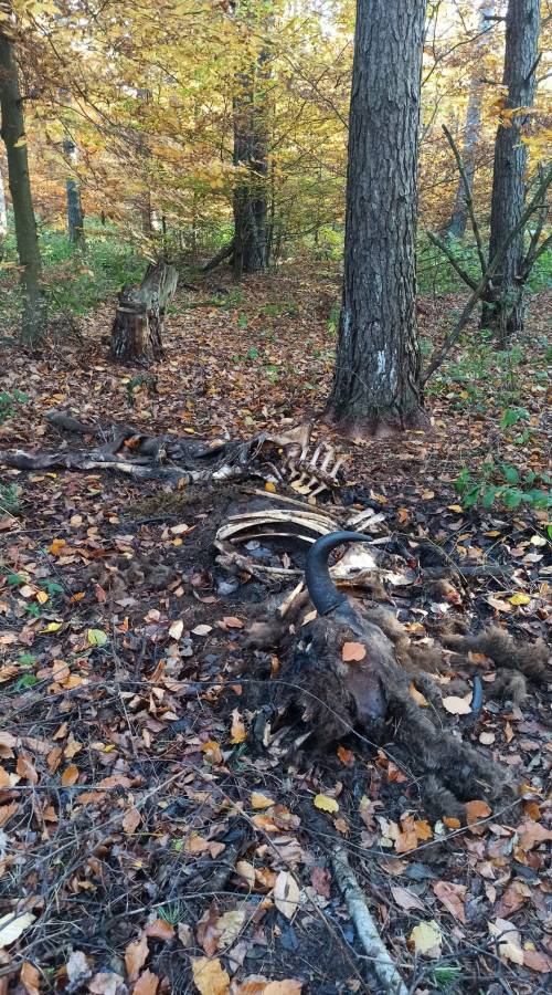 truchło żubra - Marcin Grzegorzek - Zachodniopomorskie Towarzystwo Przyrodnicze