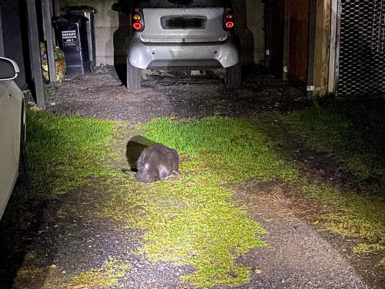 bóbr na posesji szamocin  - OSP w Szamocinie