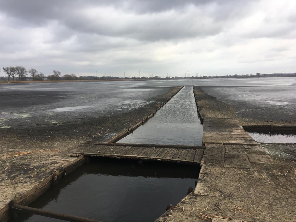 karp przygodzice  - Danuta Synkiewicz 