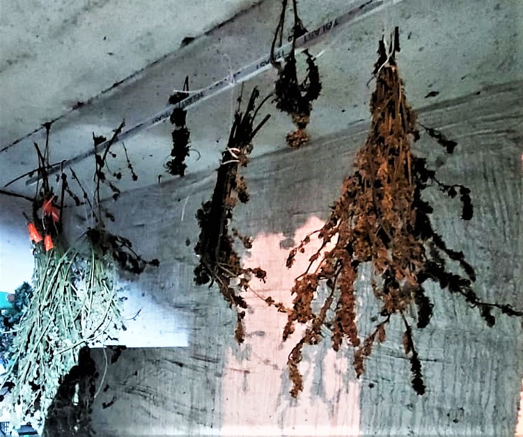 narkotyki międzychód szamotuły pniewy - KPP Szamotuły