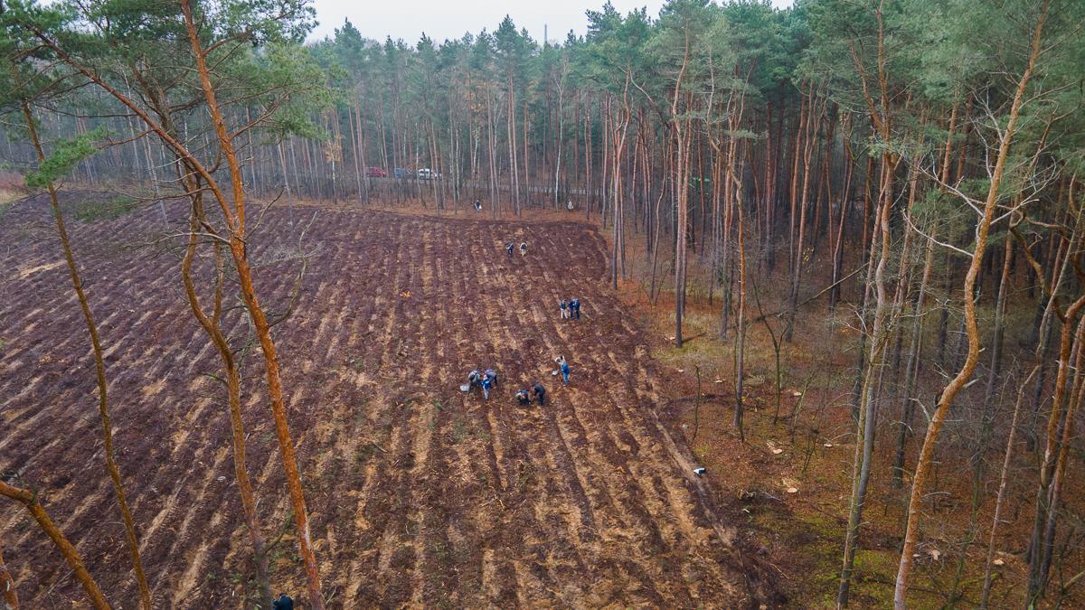 antoninek las węglowy volkswagen - Volkswagen Poznań
