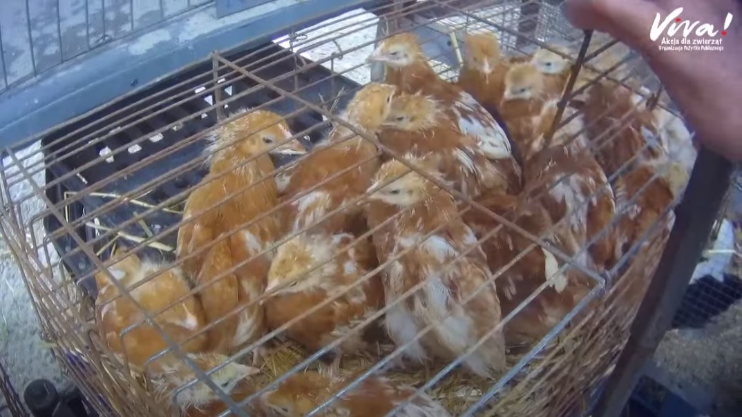 targ sielanka znęcanie się nad zwierzętami -  Fundacja Viva