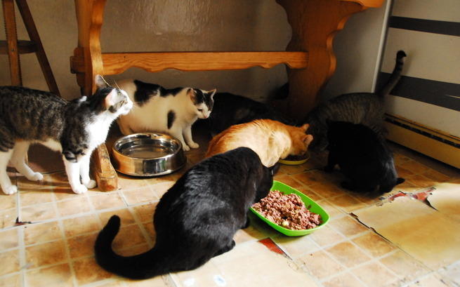 fundacja naszezoo koty - ratujemyzwierzaki.pl