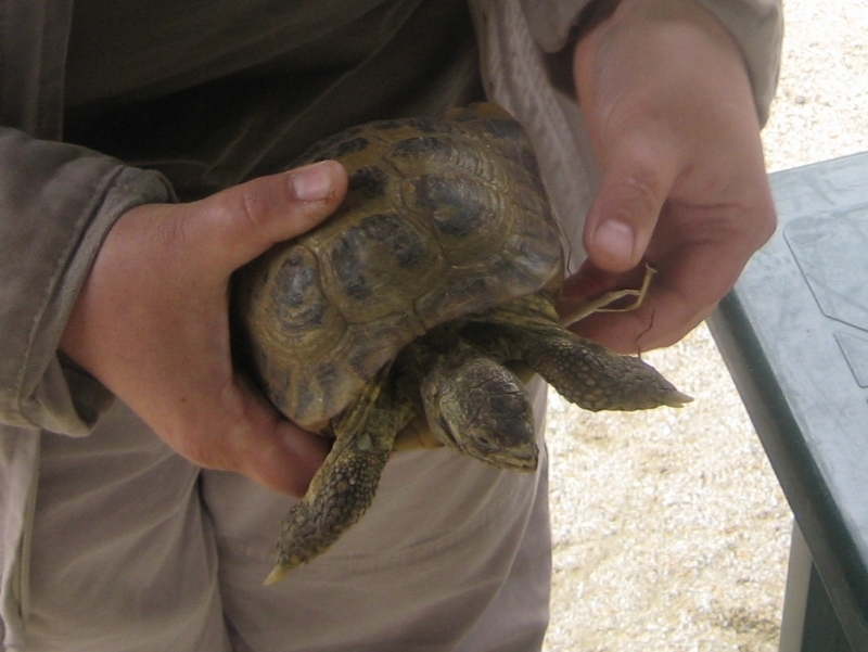 Żółw - Archiwum Radia Merkury