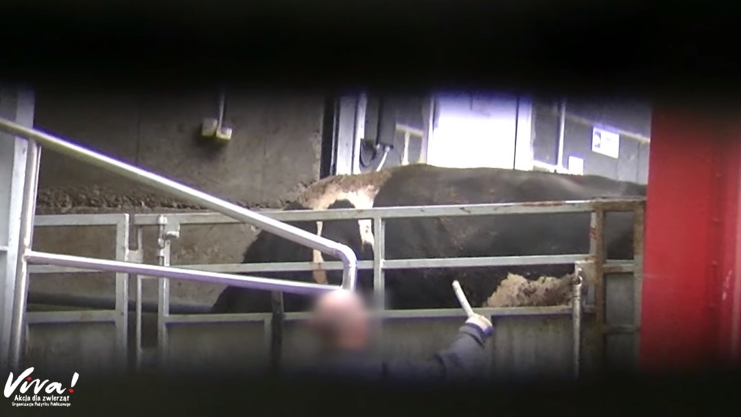 znęcanie się nad krowami turek - Fundacja Viva