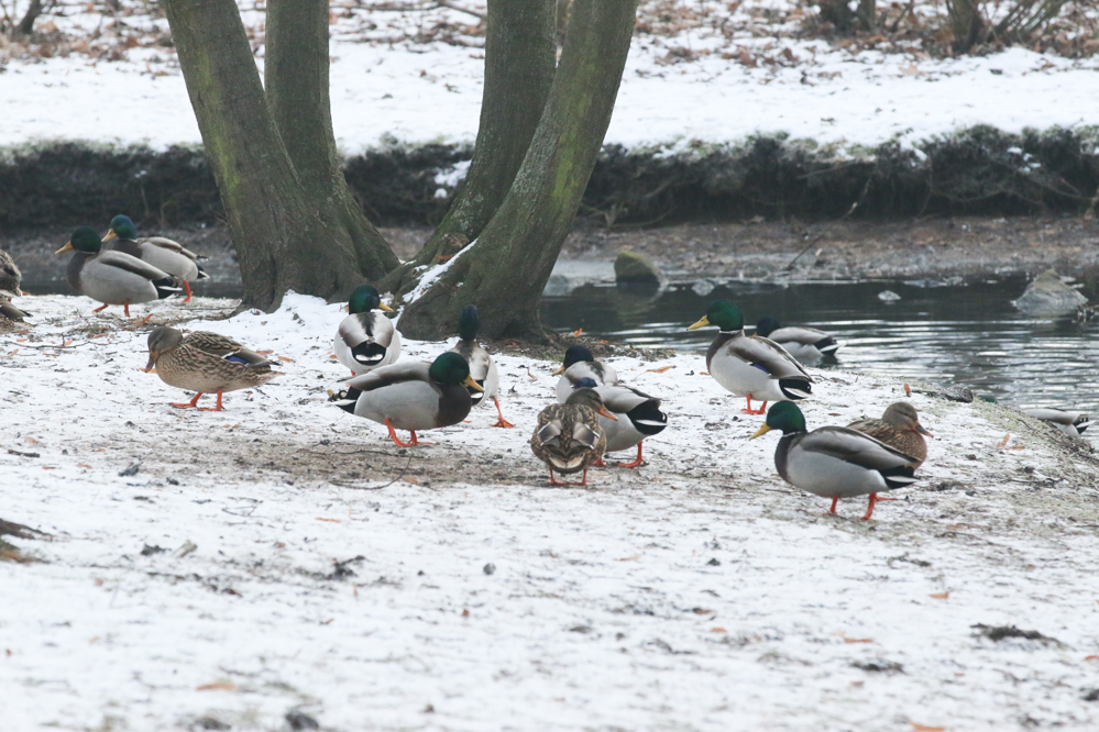 dokarmianie ptaków kaczki zima - Leon Bielewicz - Radio Poznań