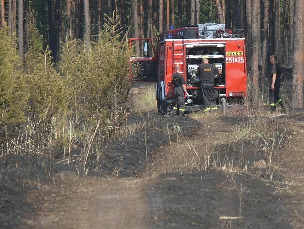 Las pod Piłą po pożarze - Agnieszka Kledzik