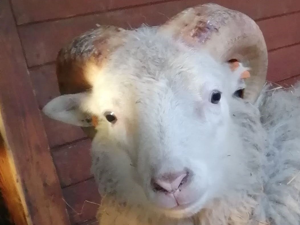 baran mini zoo leszno - Mini ZOO Leszno