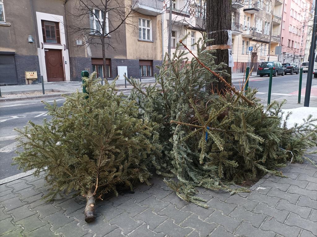 choinki niewywiezione  - Leon Bielewicz 