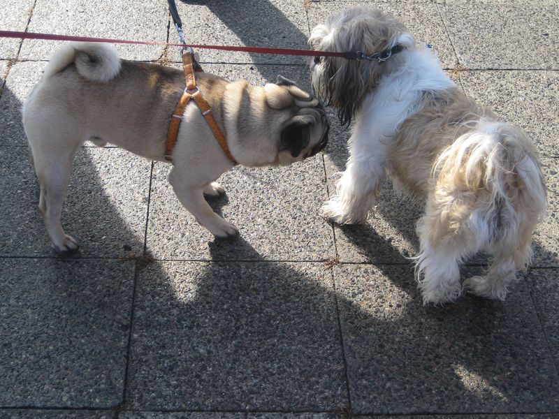 Psia parada w Pile - 2011 - Wiesława Pinkowska