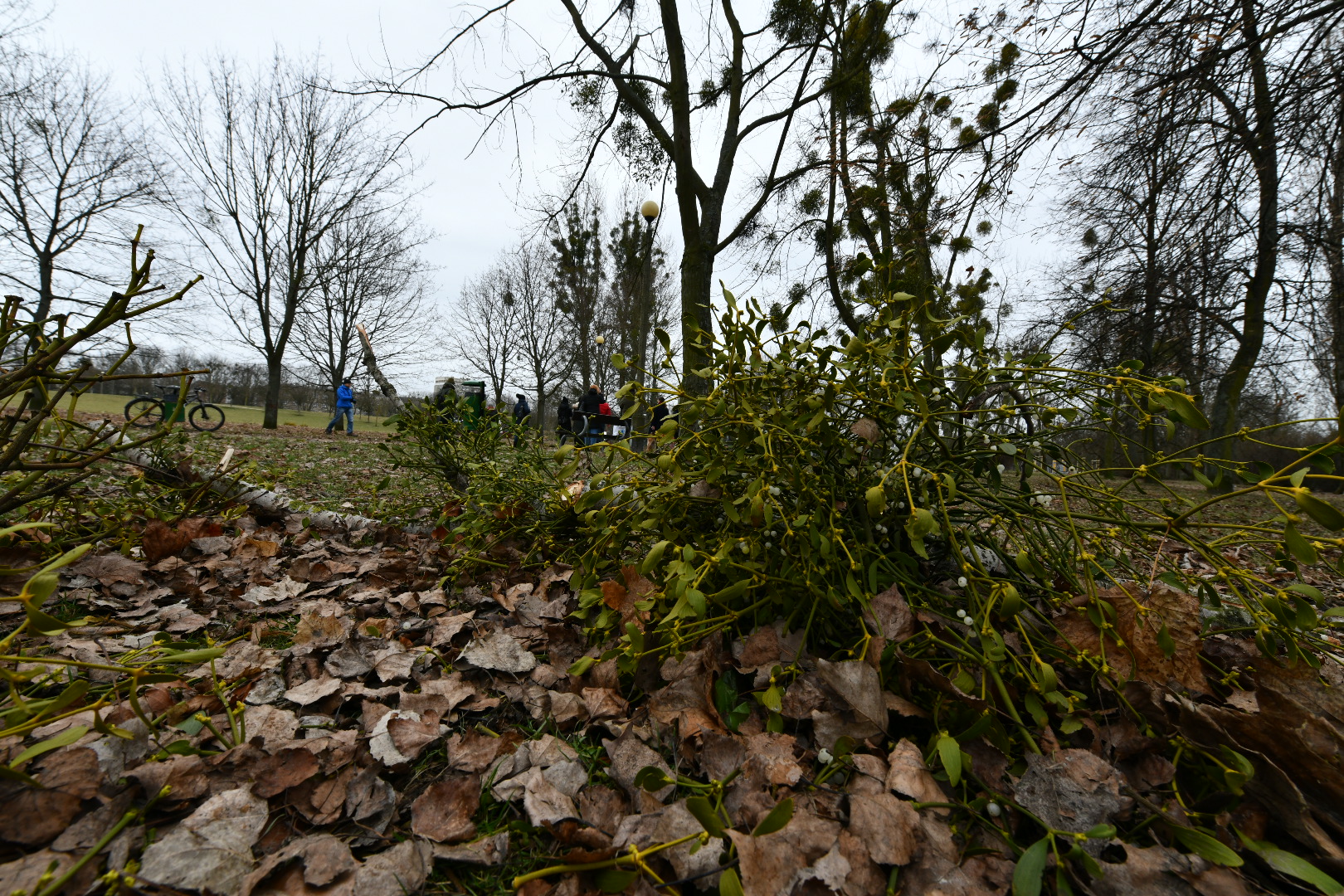 próchnowisko park kasprowicza  - Wojtek Wardejn