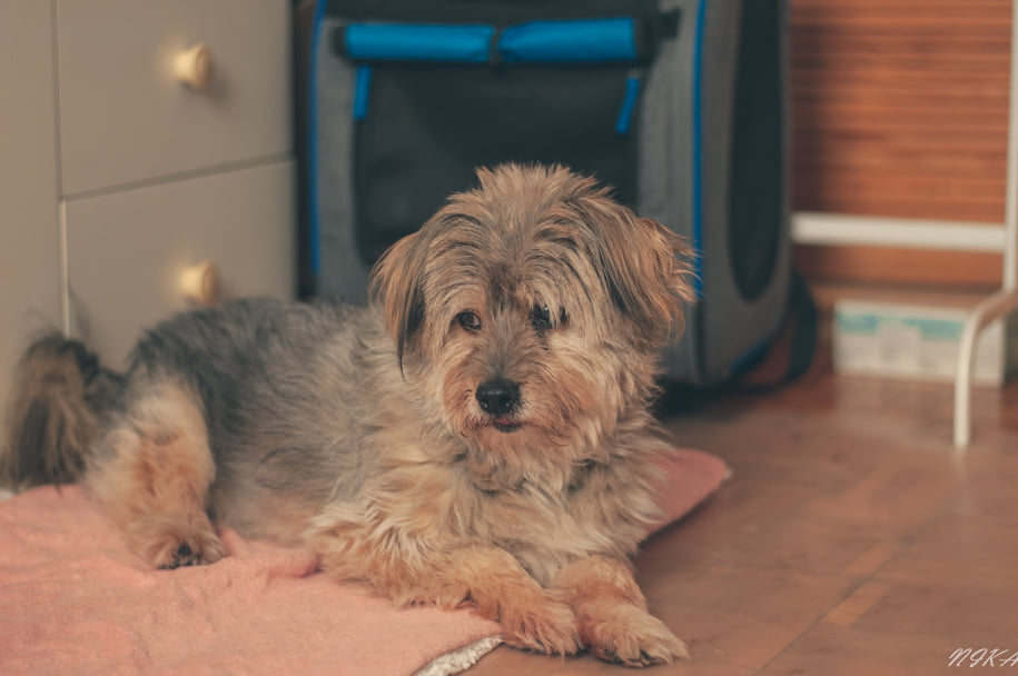 Serduszka dla Staruszka senior pies  - Fundacja Kejtersi