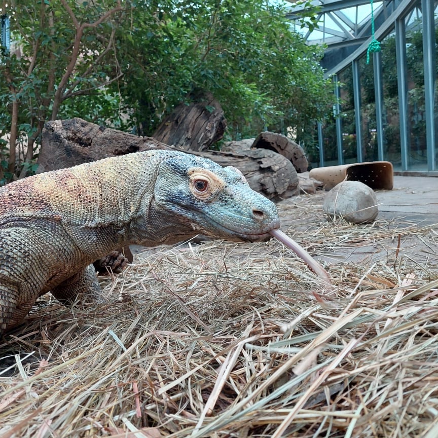 waran z komodo - FB: Zoo Poznań Official Site