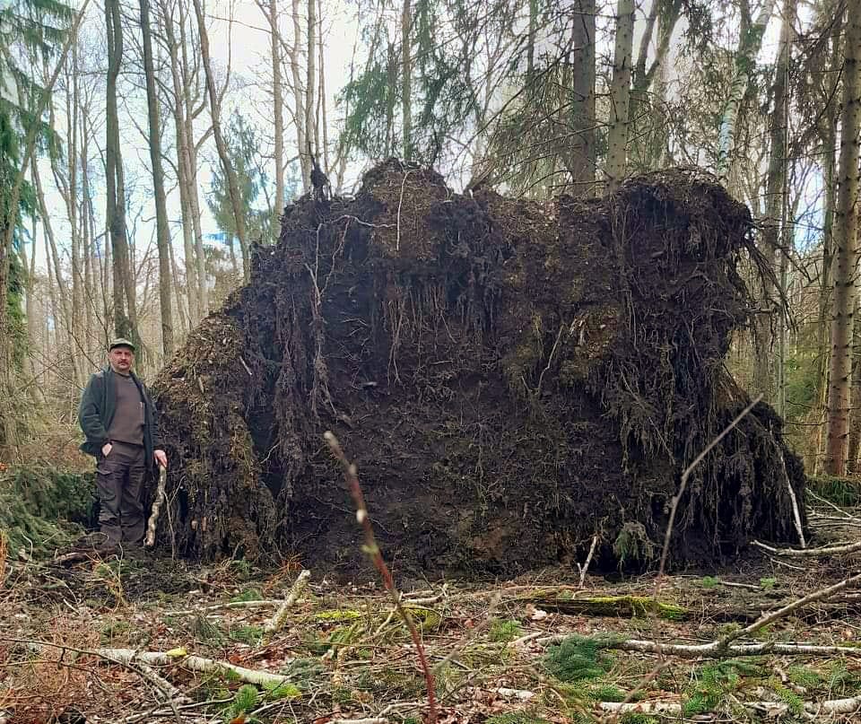 Ogromny świerk przegrał walkę z wiatrem plecemin - FB: Nadleśnictwo Złotów