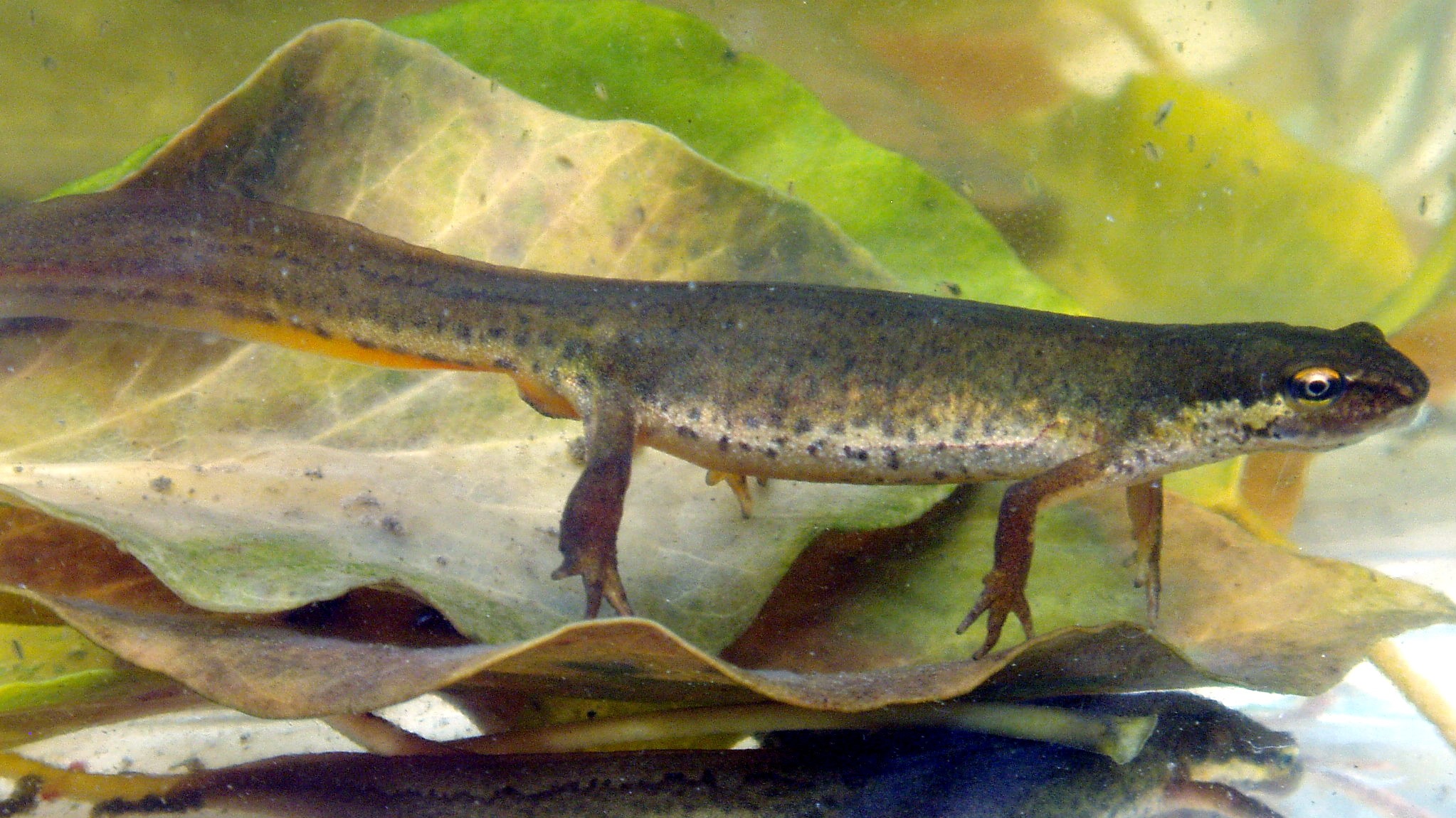 traszka - Anevrisme, CC BY-SA 3.0 - Wikipedia