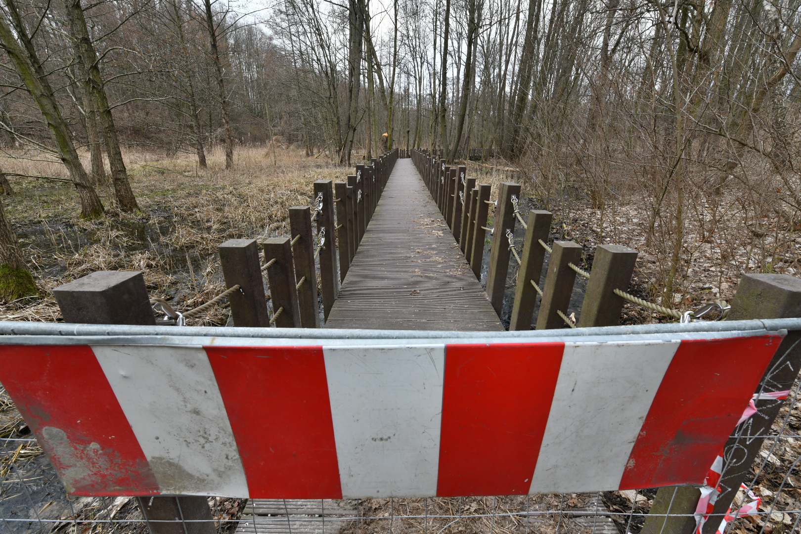  ścieżka przez bagna w dolinie rzeki Cybiny - Wojtek Wardejn