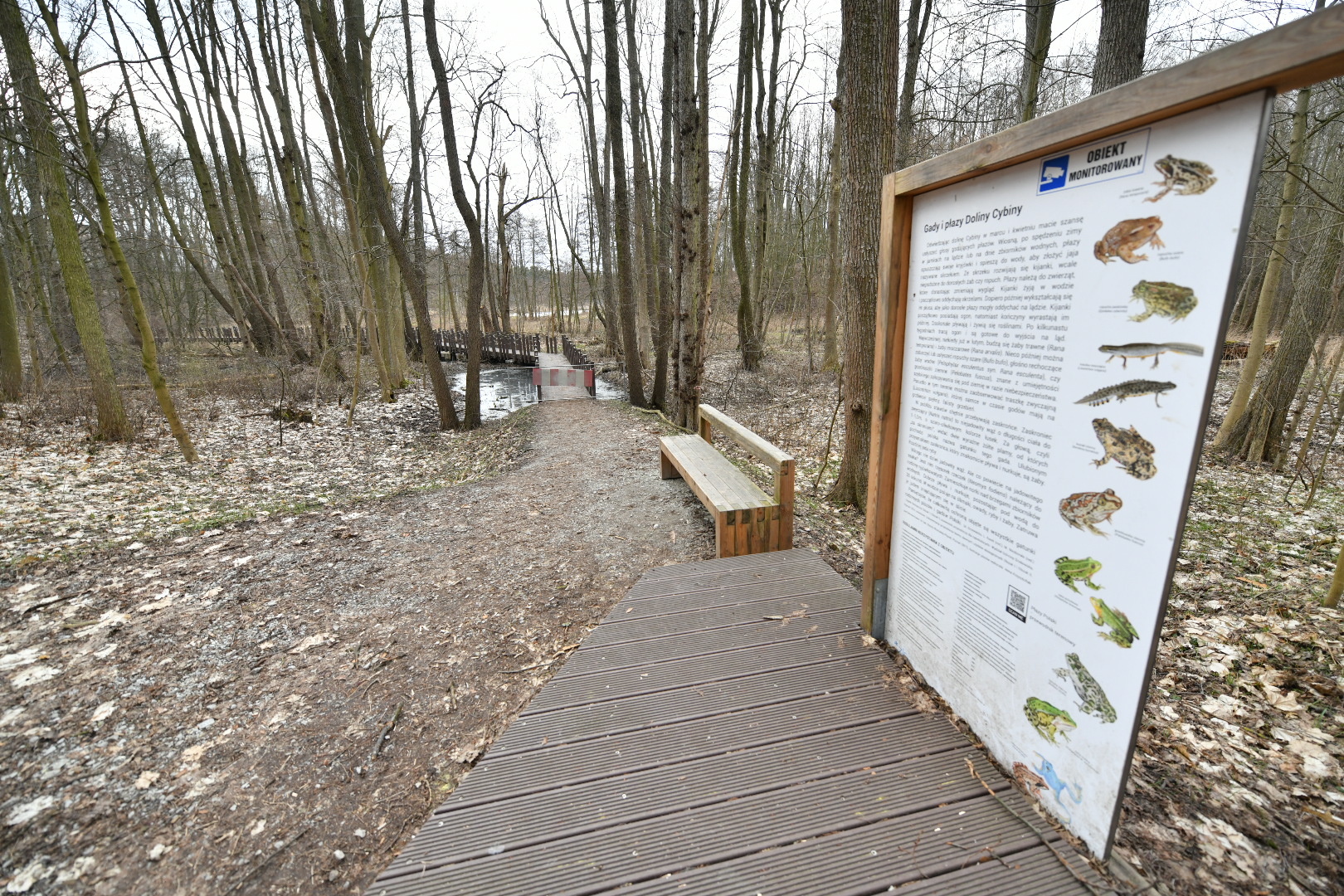  ścieżka przez bagna w dolinie rzeki Cybiny - Wojtek Wardejn