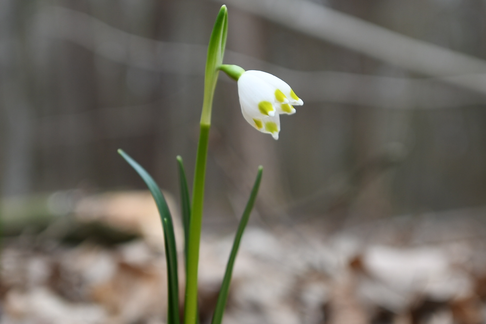 śnieżycowy jar - Wojtek Wardejn - Radio Poznań