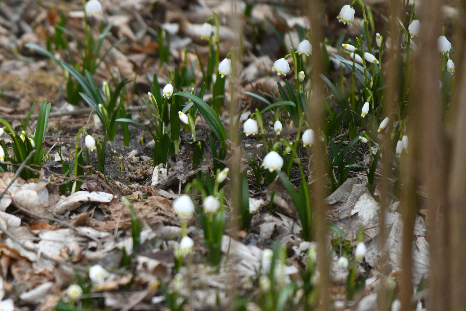 śnieżycowy jar - Wojtek Wardejn - Radio Poznań