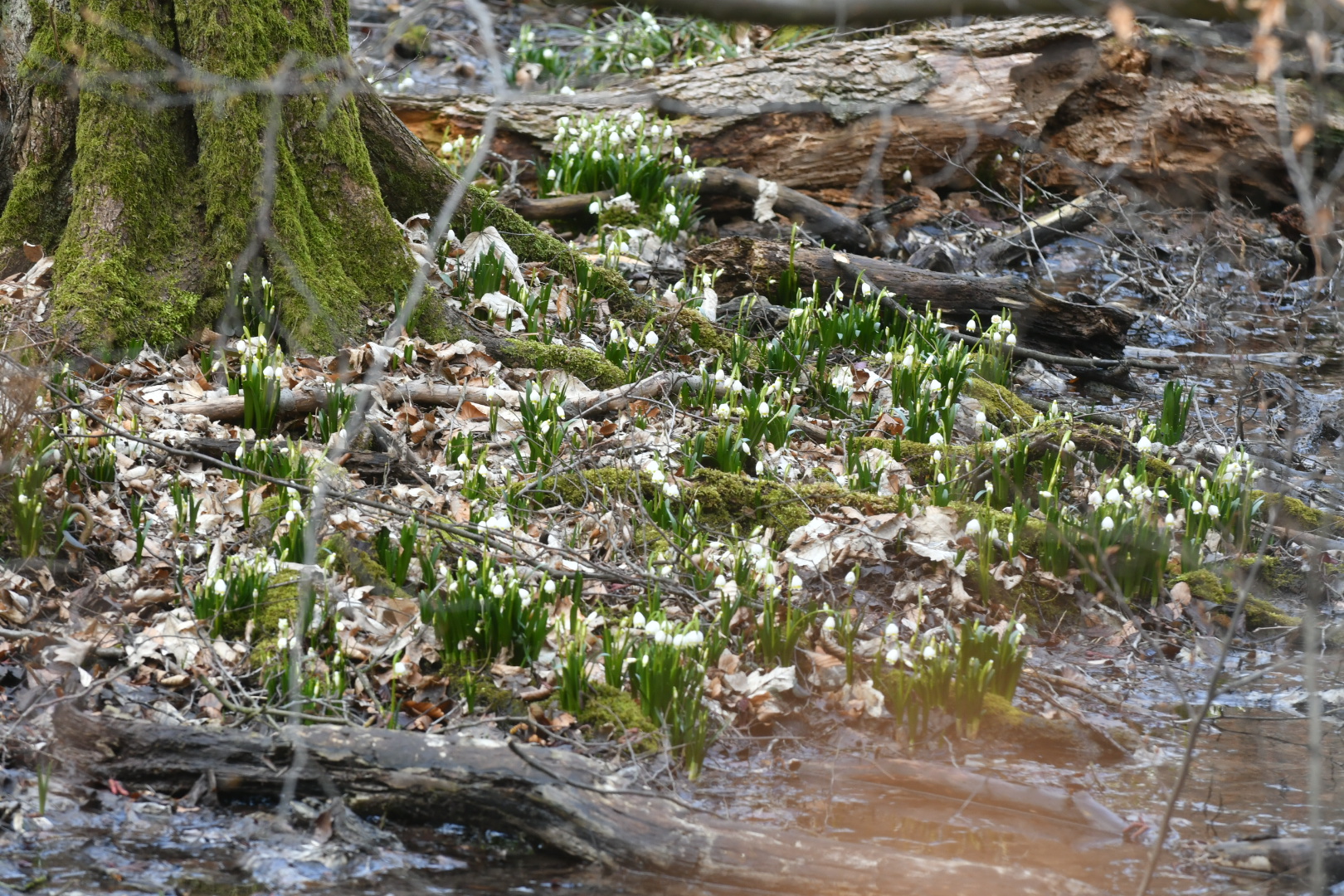 śnieżycowy jar - Wojtek Wardejn - Radio Poznań