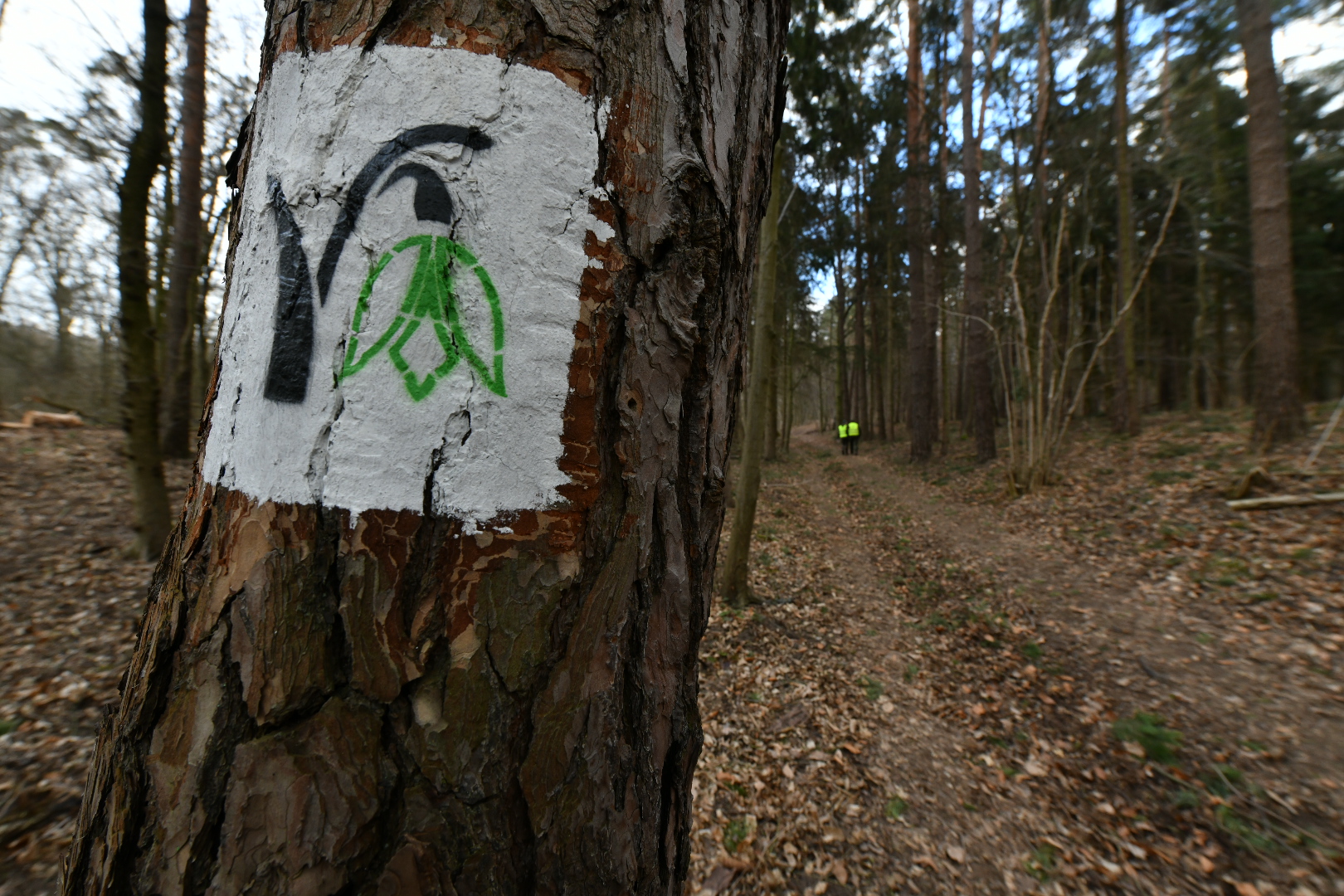 śnieżycowy jar - Wojtek Wardejn - Radio Poznań