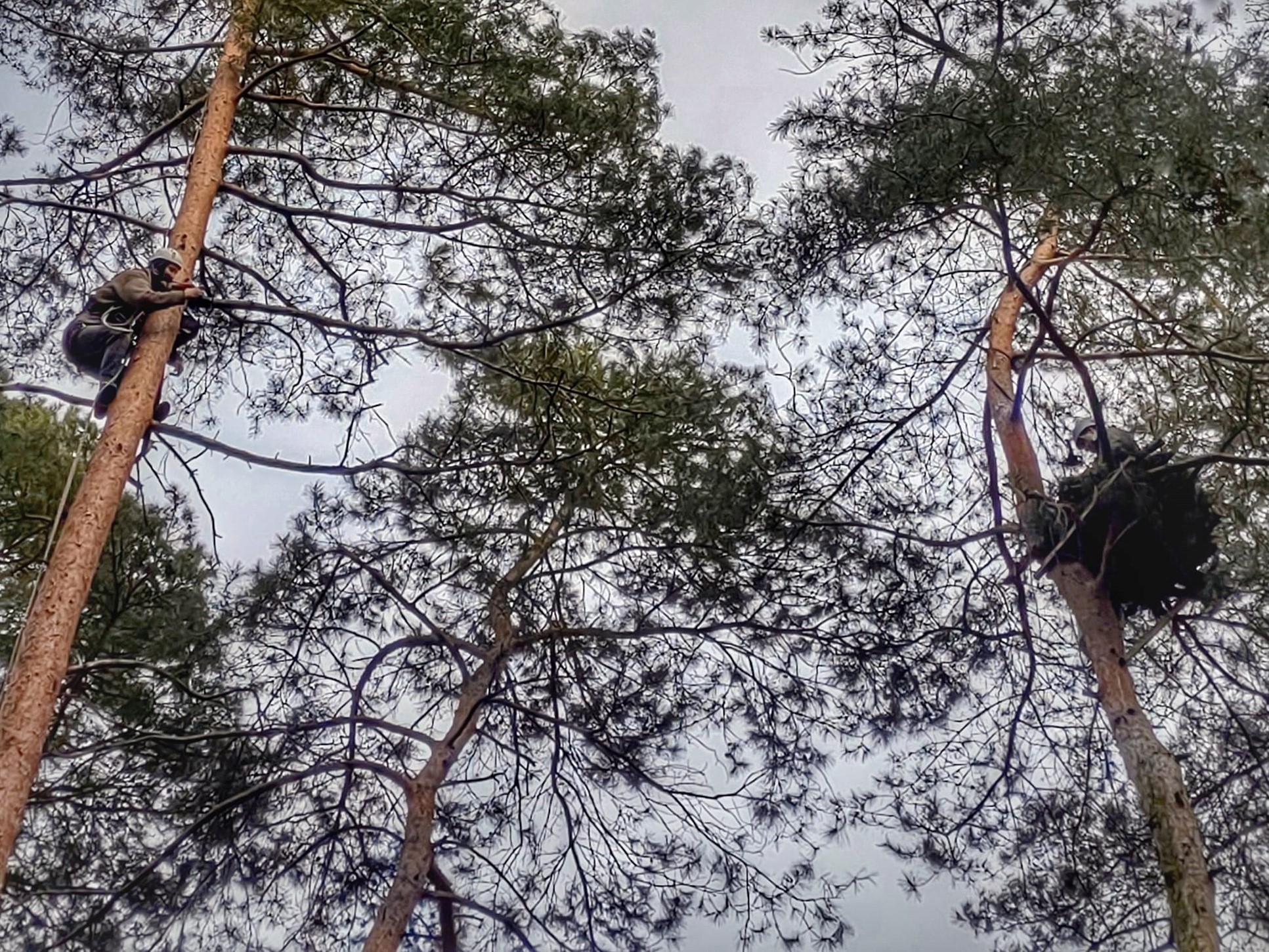 budowa gniazda bociana czarnego - Beata Kątna - Nadleśnictwo Turek - Lasy Państwowe