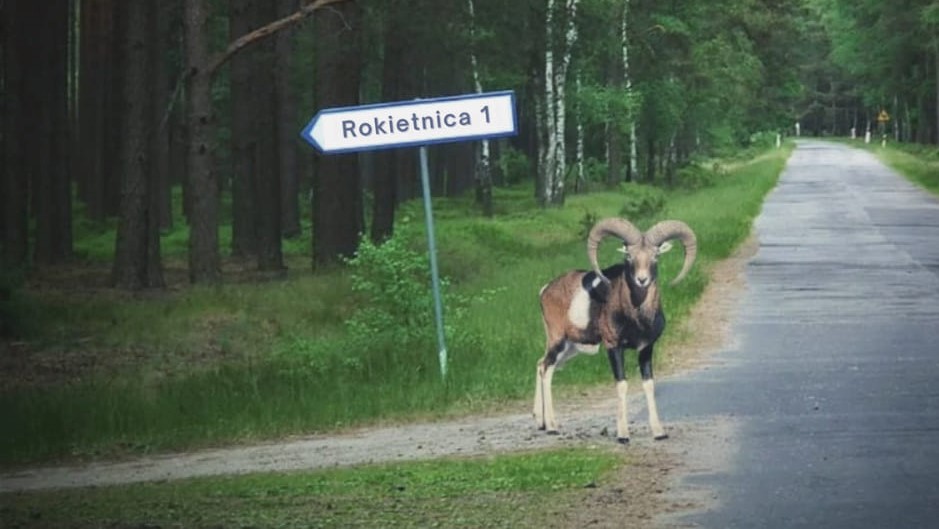 mulfon lasy państwowe  - Regionalna Dyrekcja Lasów Państwowych w Poznaniu