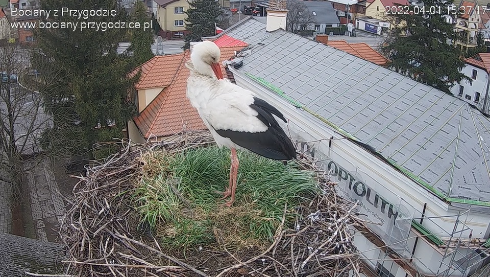 pierwszy bocian przygodzice - www.bociany.przygodzice.pl