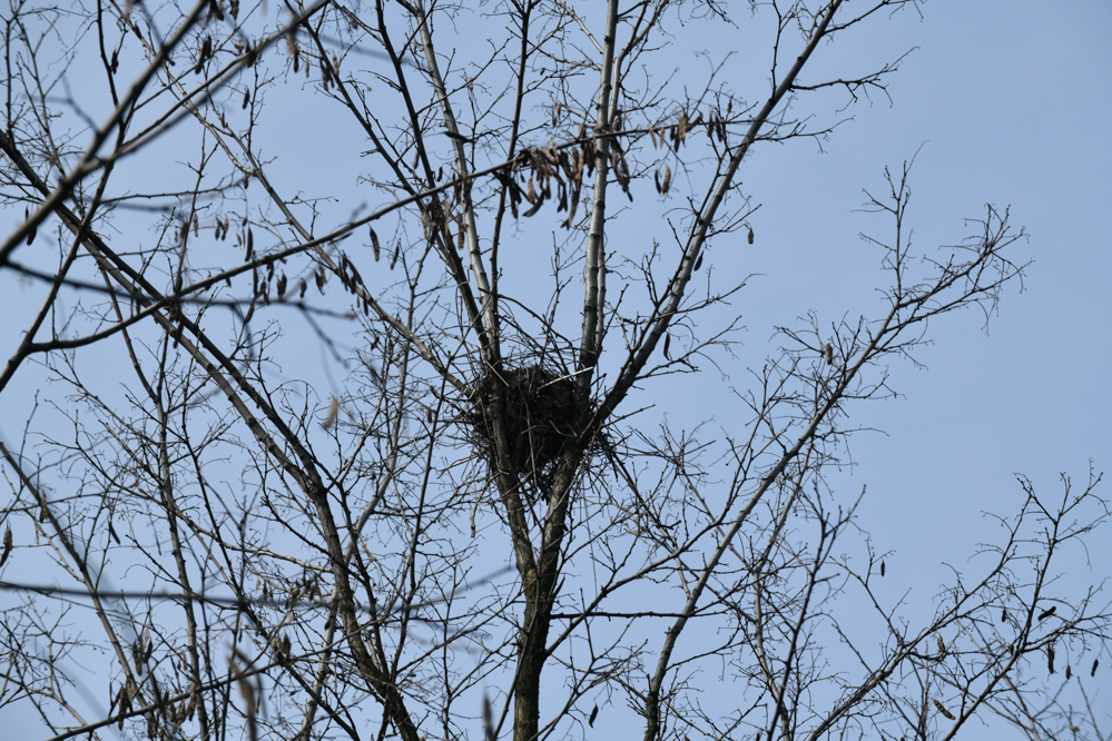 srocze gniazdo sroka - Wojtek Wardejn - Radio Poznań