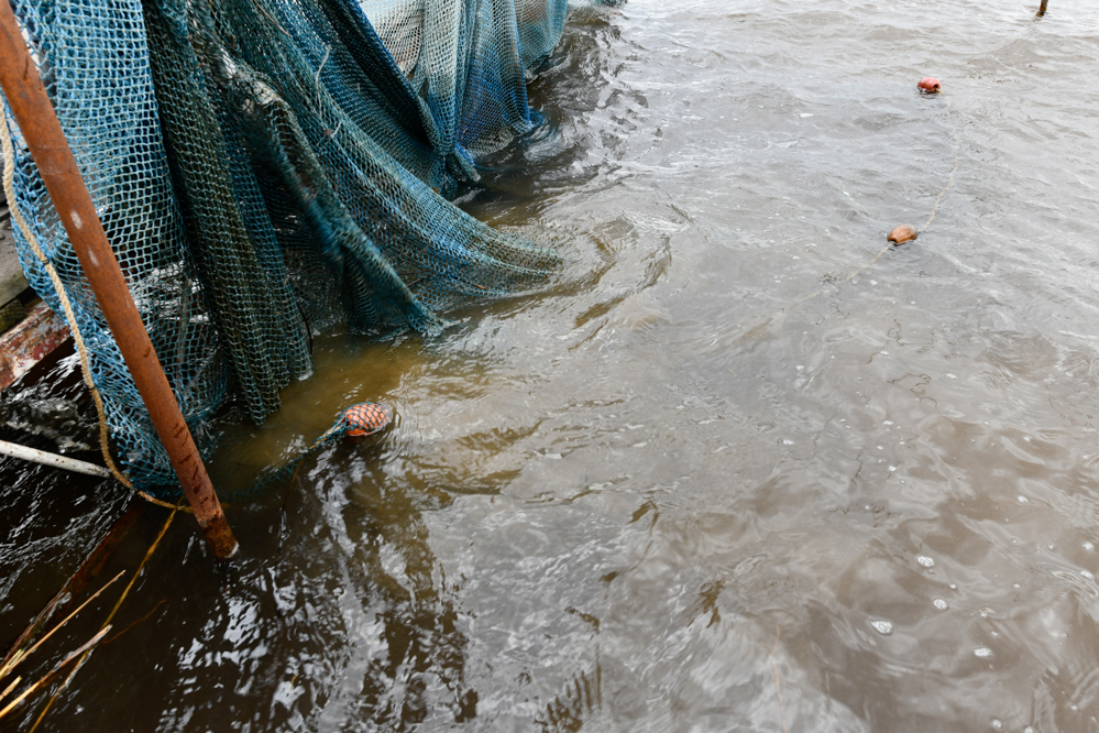 jezioro kierskie ścieki zanieczyszczona woda - Wojtek Wardejn - Radio Poznań