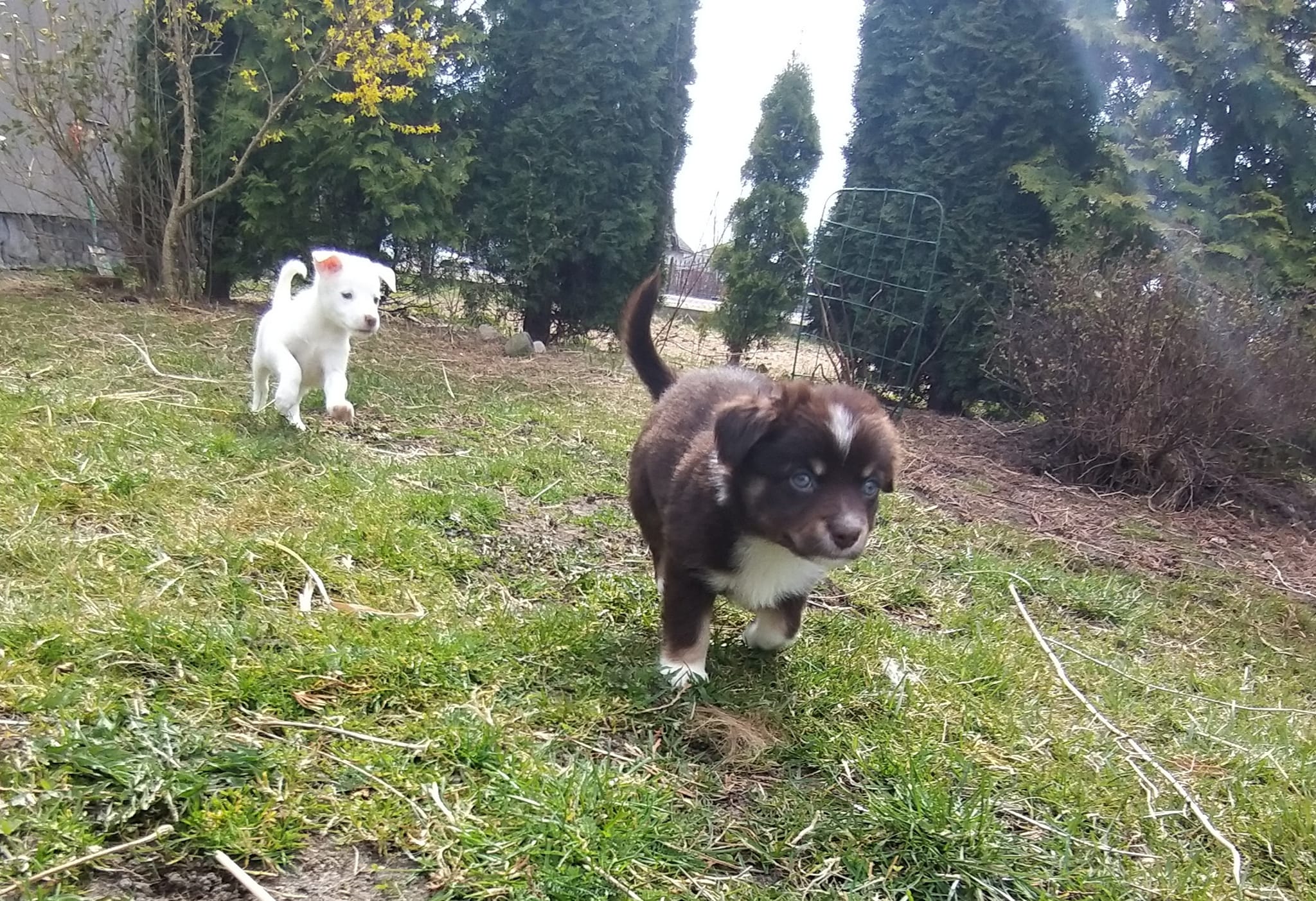 psy znalezione w worku - SK Czołowo