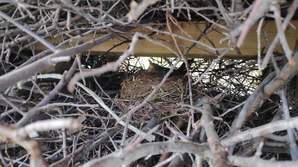 Ptaki zatrzymały budowę tężni w Czarnkowie - Przemysław Stochaj - Radio Poznań