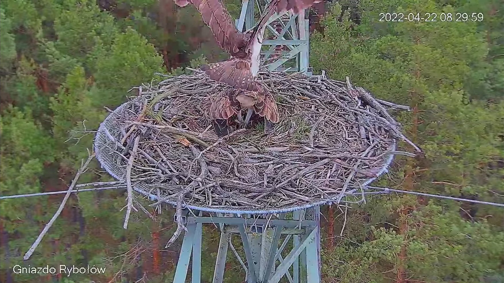 rybołowy lipka - FB: Nadleśnictwo Lipka