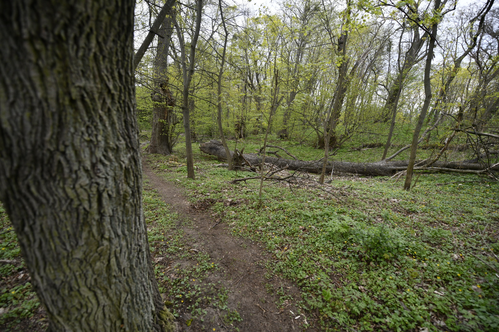 radojewo las park radojewo poznań  - Wojtek Wardejn - Radio Poznań