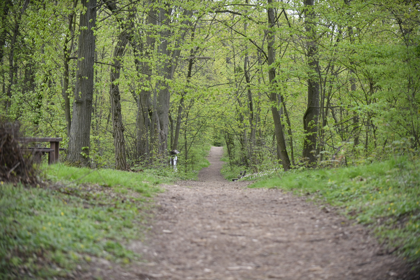 radojewo las park radojewo poznań  - Wojtek Wardejn - Radio Poznań