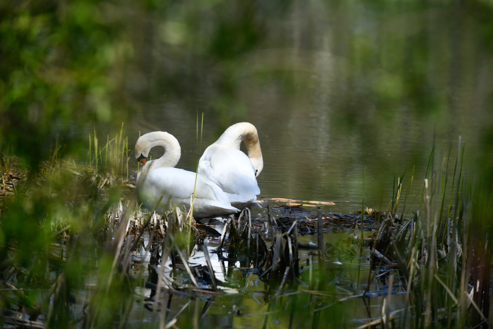 wiosna kwiaty łabędzie - Wojtek Wardejn - Radio Poznań