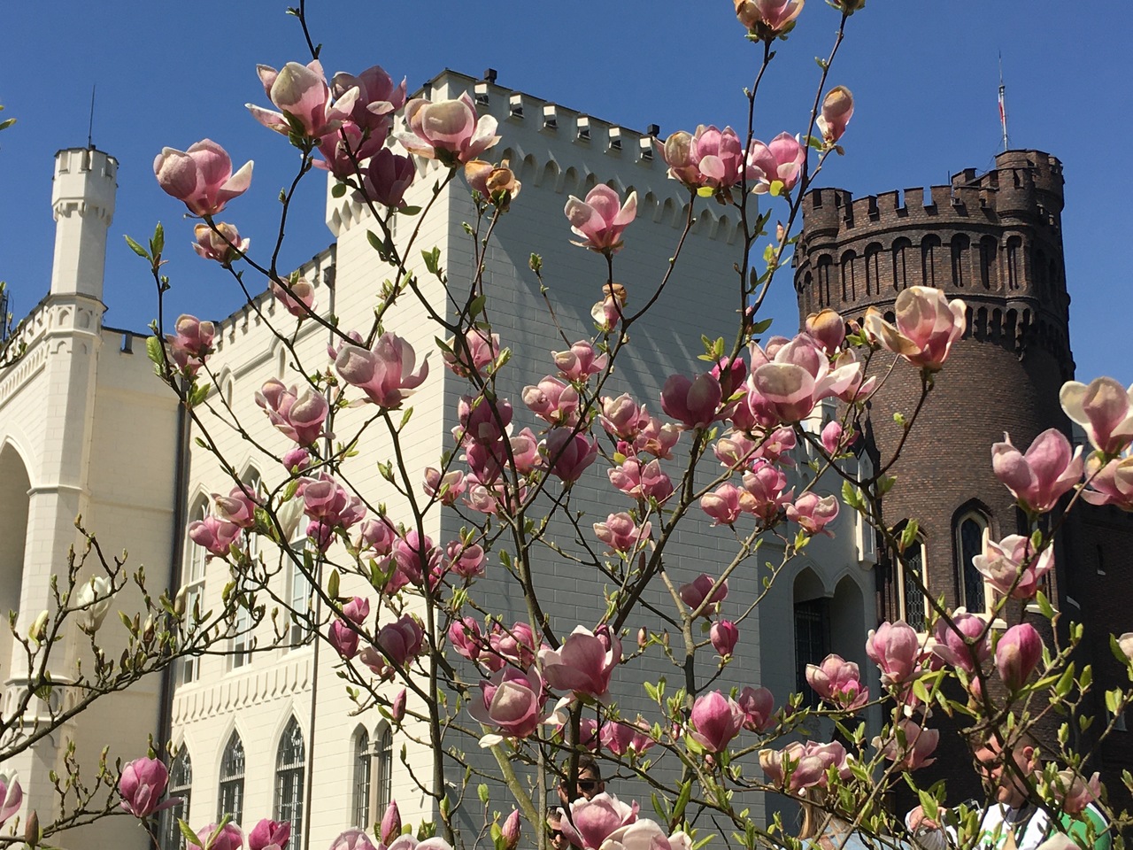 magnolie kórnik arboretum - Rafał Regulski - Radio Poznań