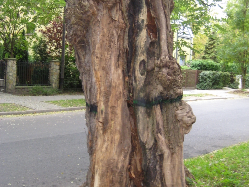 Drzewa do wycinki - Anna Skoczek